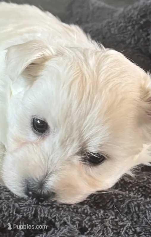 Yellow Girl AKC (f) – West Highland White Terrier puppy for sale in Punta Gorda, FL