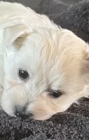 Yellow Girl AKC (f), a female West Highland White Terrier for sale in Punta Gorda, FL – 1 of 4