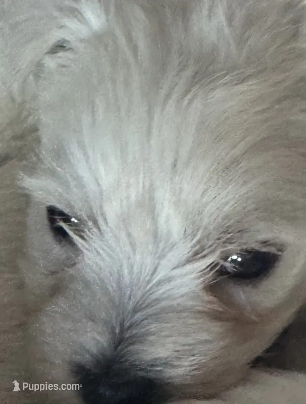 Blue Boy AKC  (m) – West Highland White Terrier puppy for sale in Punta Gorda, FL