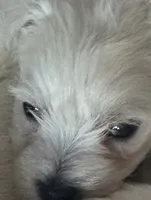 Blue Boy AKC  (m), a male West Highland White Terrier for sale in Punta Gorda, FL – 1 of 2