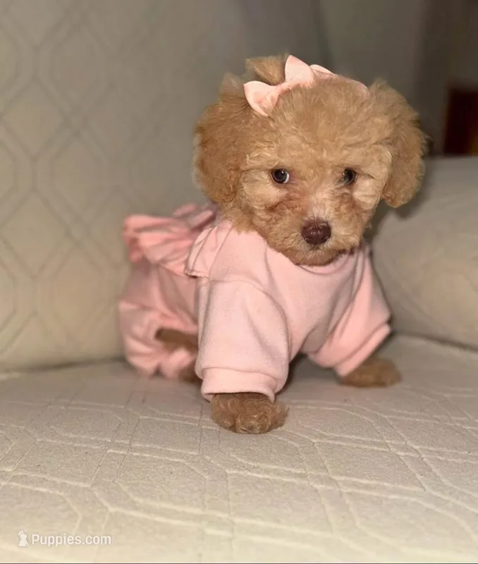 Gigi – Poodle - Toy  puppy for sale in Bakersfield, CA