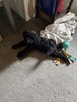 Nate, a male Miniature Goldendoodle for sale in Mount Airy, NC – 2 of 3
