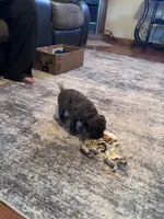 Holly, a female Miniature Goldendoodle for sale in Mount Airy, NC – 2 of 3