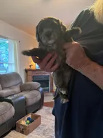 Holly, a female Miniature Goldendoodle for sale in Mount Airy, NC – 1 of 3