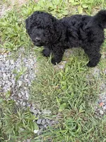 Nate, a male Miniature Goldendoodle for sale in Mount Airy, NC – 3 of 3