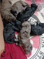 Hoss, a male Miniature Goldendoodle for sale in Mount Airy, NC – Photo 2 of 2