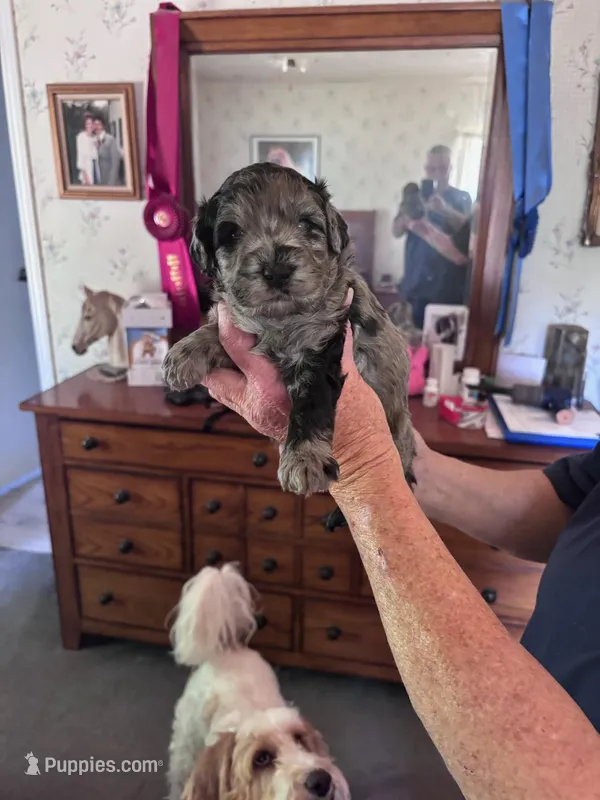 Hoss – Miniature Goldendoodle puppy for sale in Mount Airy, NC