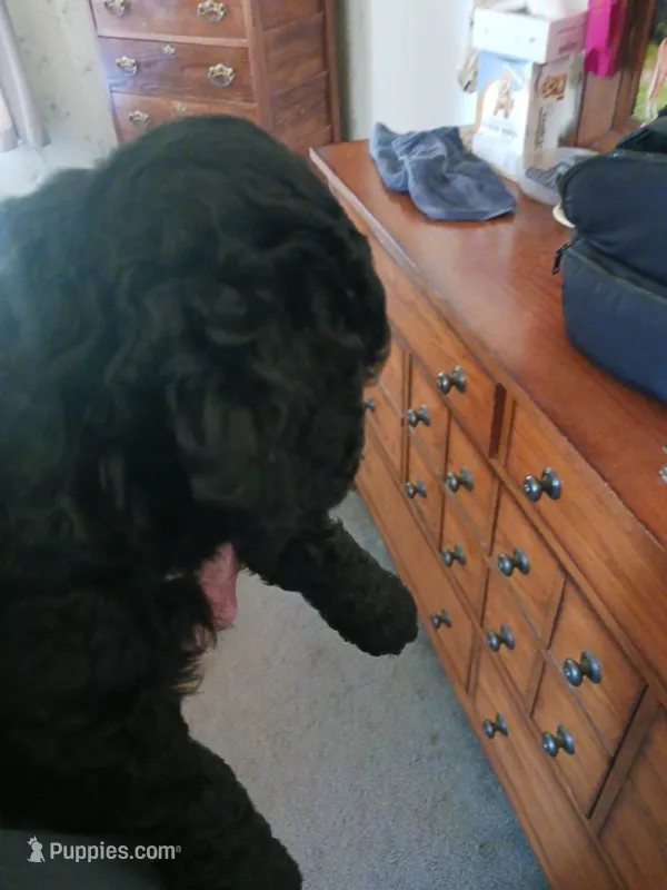 Nate – Miniature Goldendoodle puppy for sale in Mount Airy, NC