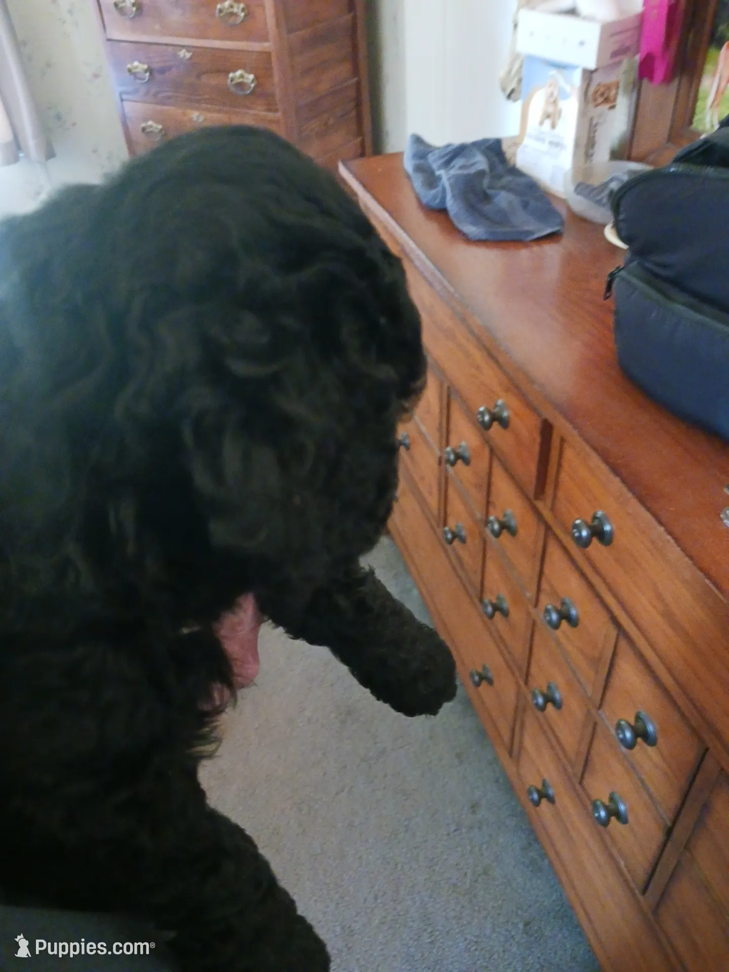 Nate, a male Miniature Goldendoodle for sale in Mount Airy, NC – 1 of 2