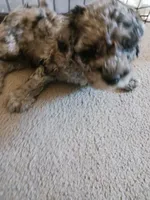 Jake, a male Miniature Goldendoodle for sale in Mount Airy, NC – 3 of 4