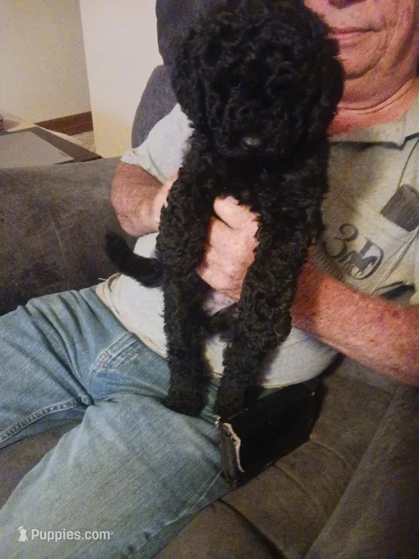 Nate – Miniature Goldendoodle puppy for sale in Mount Airy, NC