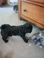 Nate, a male Miniature Goldendoodle for sale in Mount Airy, NC – 2 of 2