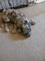 Jake, a male Miniature Goldendoodle for sale in Mount Airy, NC – 2 of 4