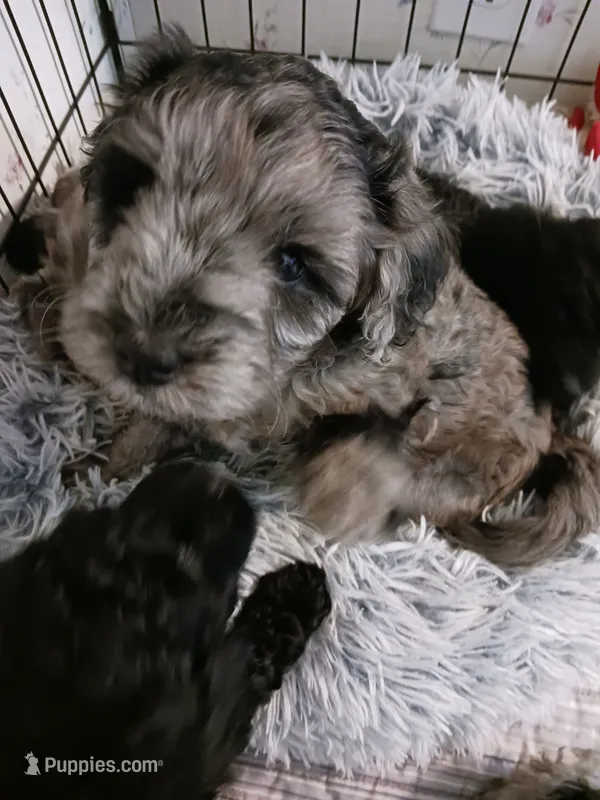 Jake – Miniature Goldendoodle puppy for sale in Mount Airy, NC
