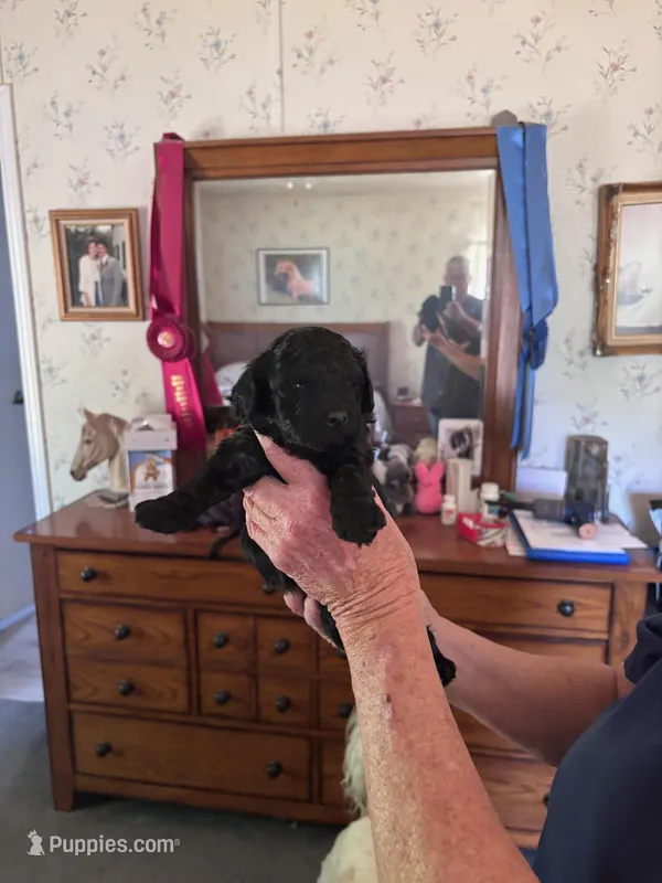 Nikki, a female Miniature Goldendoodle for sale in Mount Airy, NC – Photo 1 of 1