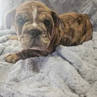 Merlin , a male English Bulldog for sale in Green Forest, AR – 7 of 8