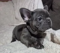 Dusty, a male French Bulldog for sale in Green Forest, AR – 2 of 3