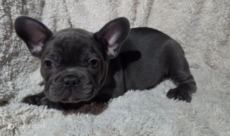 Dusty – French Bulldog puppy for sale in Green Forest, AR