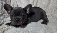 Dusty, a male French Bulldog for sale in Green Forest, AR – 1 of 3