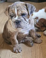 Merlin , a male English Bulldog for sale in Green Forest, AR – 2 of 8