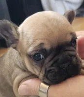 Lyra, a female French Bulldog for sale in Green Forest, AR – Photo 1 of 6