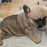 Lyra, a female French Bulldog for sale in Green Forest, AR – Photo 6 of 6