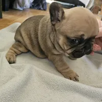 Lyra, a female French Bulldog for sale in Green Forest, AR – Photo 5 of 6