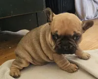 Lyra, a female French Bulldog for sale in Green Forest, AR – Photo 4 of 6