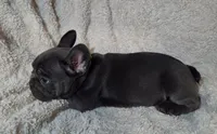Troop, a male French Bulldog for sale in Green Forest, AR – 4 of 4