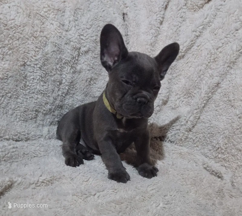 Bridgette – French Bulldog puppy for sale in Green Forest, AR