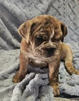 Merlin , a male English Bulldog for sale in Green Forest, AR – 5 of 8