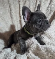 Troop, a male French Bulldog for sale in Green Forest, AR – 3 of 4