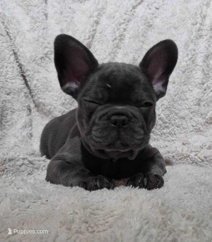 Troop – French Bulldog puppy for sale in Green Forest, AR