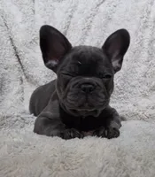 Troop, a male French Bulldog for sale in Green Forest, AR – 1 of 4