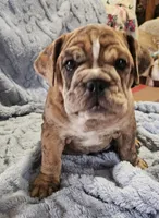 Merlin , a male English Bulldog for sale in Green Forest, AR – 4 of 8