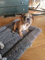 Merlin , a male English Bulldog for sale in Green Forest, AR – 8 of 8