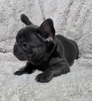 Troop, a male French Bulldog for sale in Green Forest, AR – 2 of 4