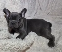 Dusty, a male French Bulldog for sale in Green Forest, AR – 3 of 3