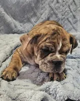 Merlin , a male English Bulldog for sale in Green Forest, AR – 3 of 8