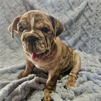 Merlin , a male English Bulldog for sale in Green Forest, AR – 6 of 8