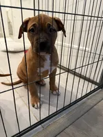 Female, a female American Bully for sale in Pompano Beach, FL – 8 of 8