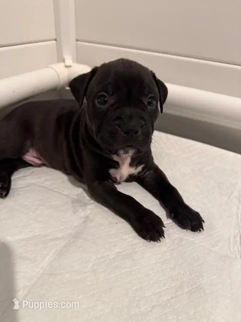 Black Male  – American Bully puppy for sale in Pompano Beach, FL
