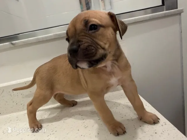 Light tan  – American Bully puppy for sale in Pompano Beach, FL