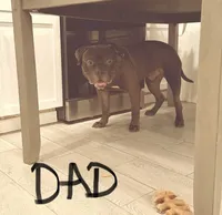 Light tan , a female American Bully for sale in Pompano Beach, FL – 3 of 3