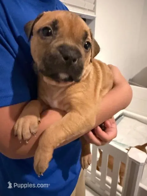Tan Female – American Bully puppy for sale in Pompano Beach, FL