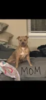 Tan Female, a female American Bully for sale in Pompano Beach, FL – 2 of 5