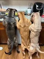 Female, a female American Bully for sale in Pompano Beach, FL – 6 of 6