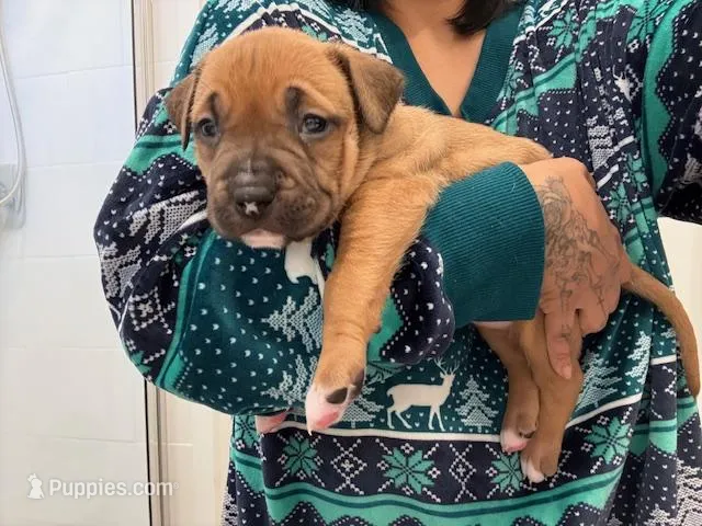 Female – American Bully puppy for sale in Pompano Beach, FL