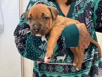 Female, a female American Bully for sale in Pompano Beach, FL – Photo 1 of 2
