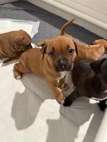 Female, a female American Bully for sale in Pompano Beach, FL – Photo 2 of 2